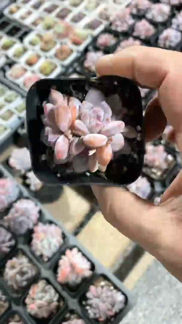 【闪购商品】65盆石榴籽星影三头多肉