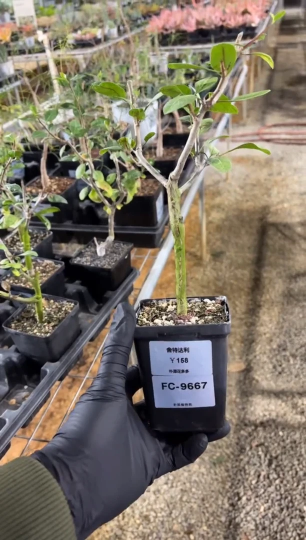 扦插舍特达利FC-9667