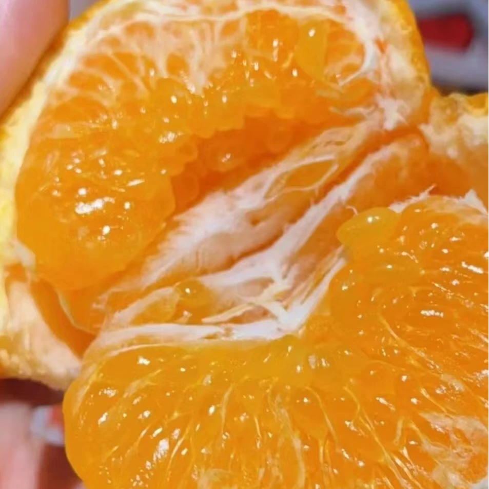 春见耙耙柑    5斤装  四川