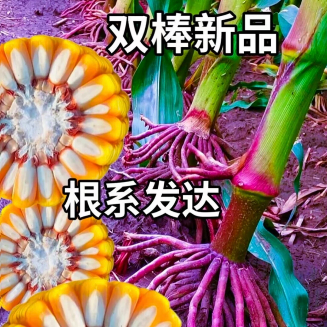 s宏硕双棒大炮弹高产品种玉米种买十送一每袋送5亩地叶面肥先发肥