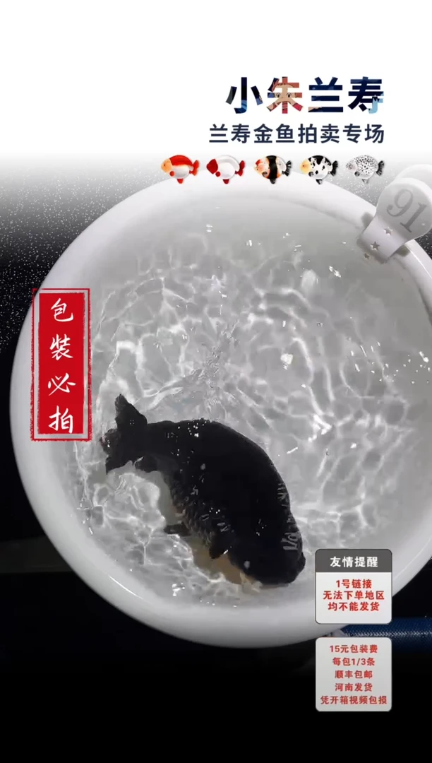 金鱼包装必拍未拍顺丰到付91号