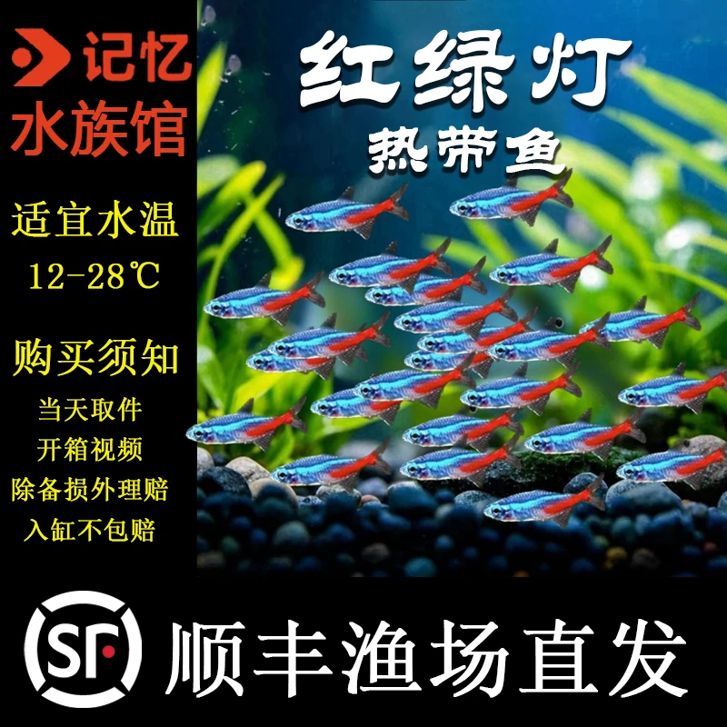 【红绿灯】小型灯科鱼宝莲灯孔雀鱼热带观赏鱼群游鱼草缸