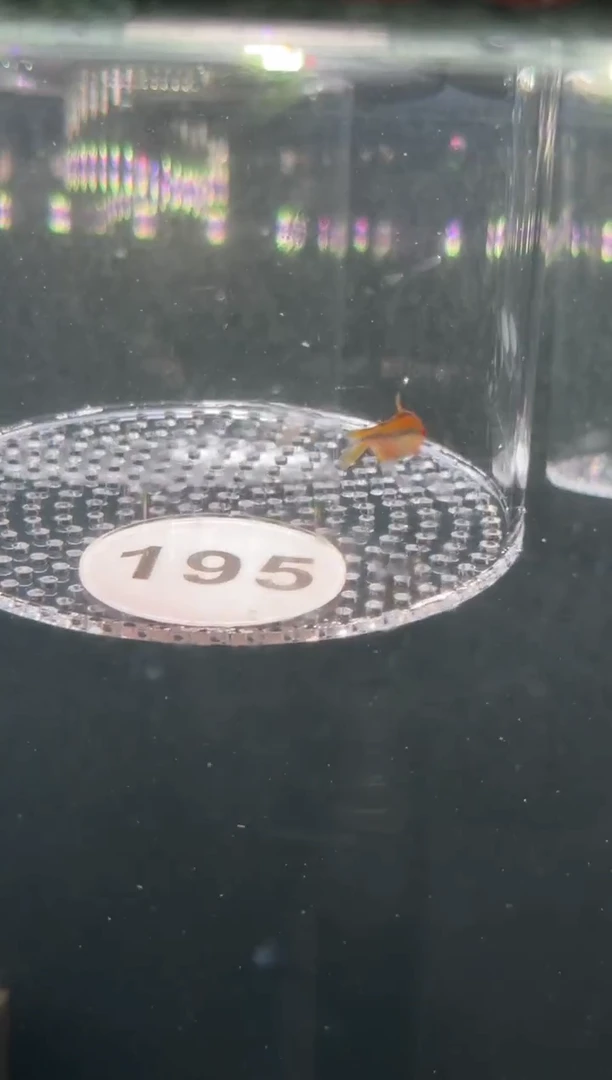 灯科鱼【195】老版彩虹魔鬼