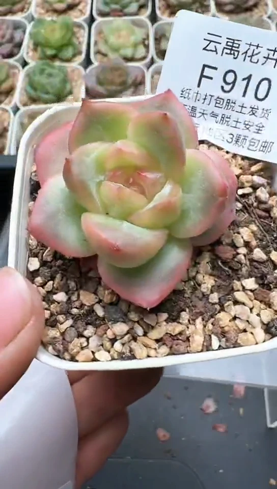 910F云禹多肉植物 默认脱土纸巾打包 3颗包邮