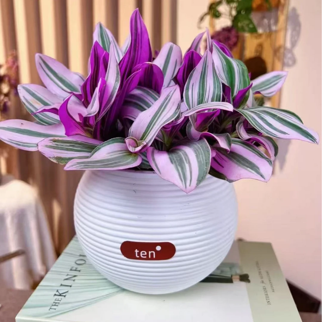 油画吊兰彩色垂吊室内盆栽办公室阳台吸甲醛可水培可扦插耐旱绿植