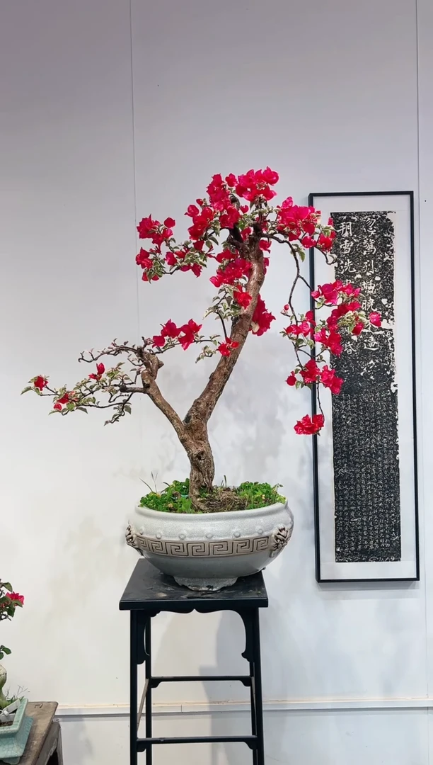 【闪购商品】盆景三角梅海岛红