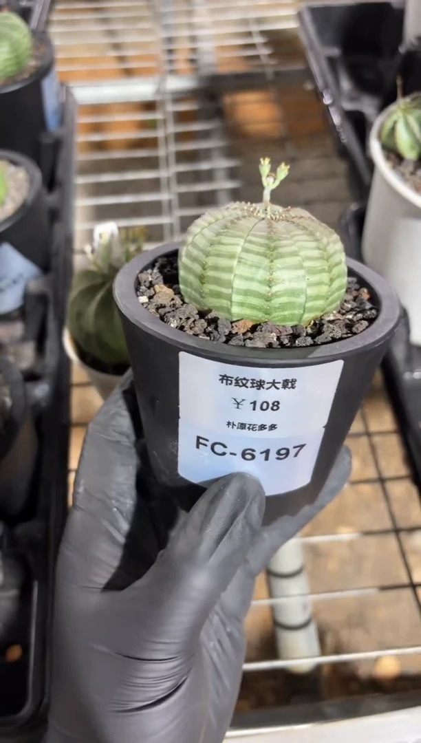 风**起布纹球大戟FC-6197