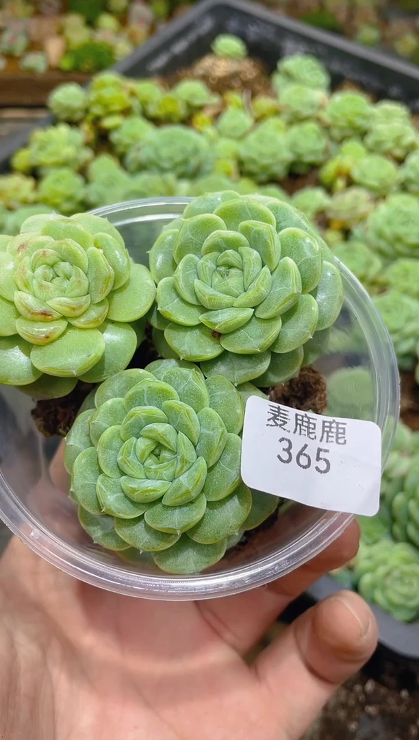 365翡皇        量拍