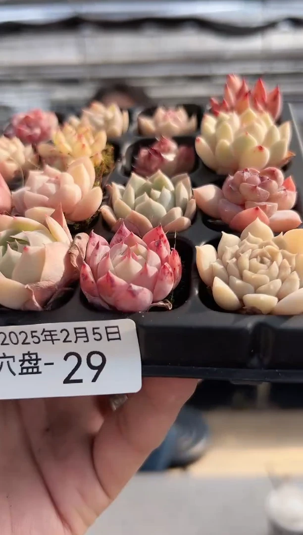 【闪购商品】穴盘-29