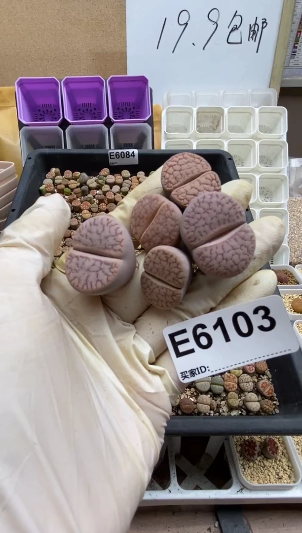 6103直播间一物一拍