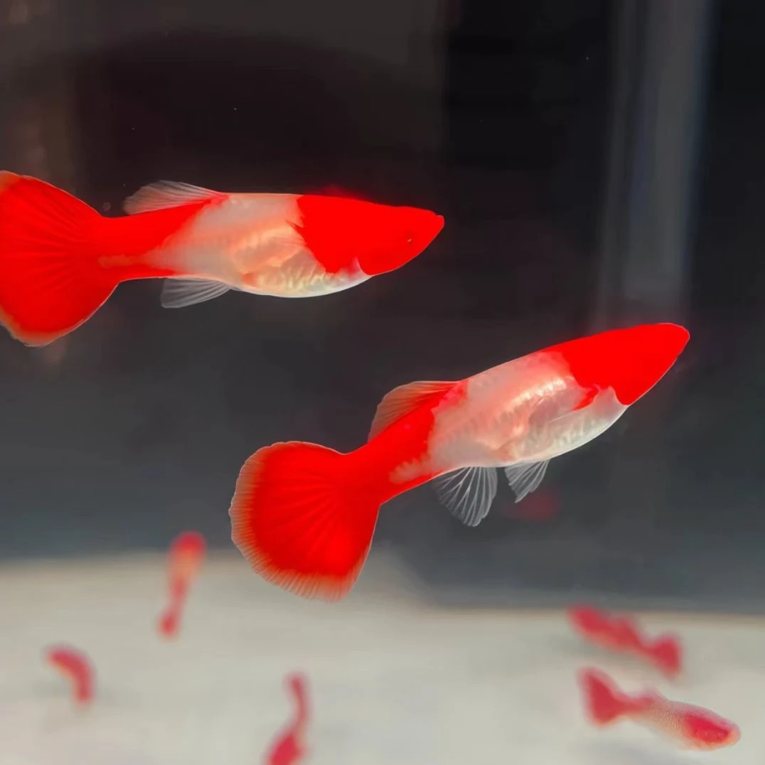 鸿运当头种鱼【超出备损一比一赔付】精品孔雀鱼 小型热带观赏鱼