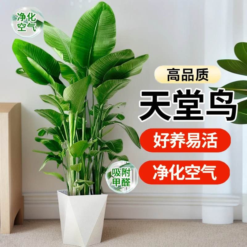 【落地大绿植】90-100公分天堂鸟净化空气提升氛围简单好养又高级