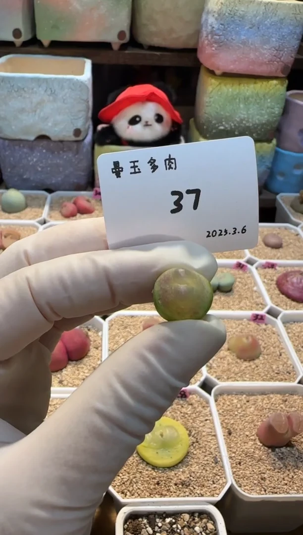 【闪购商品】25.3.6-37一万年