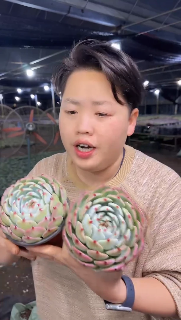 单头吉娃娃2颗 4.88