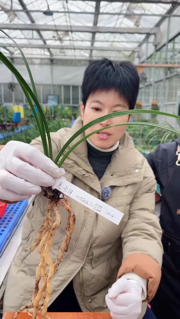 当前无花朵，栽培后可花朵?**锋大别山红，，，墨玄锋