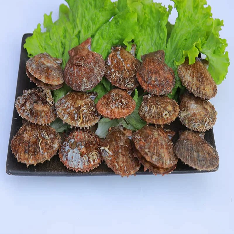 4斤+1斤扇贝栉孔贝 鲜活发货到货包鲜不包活