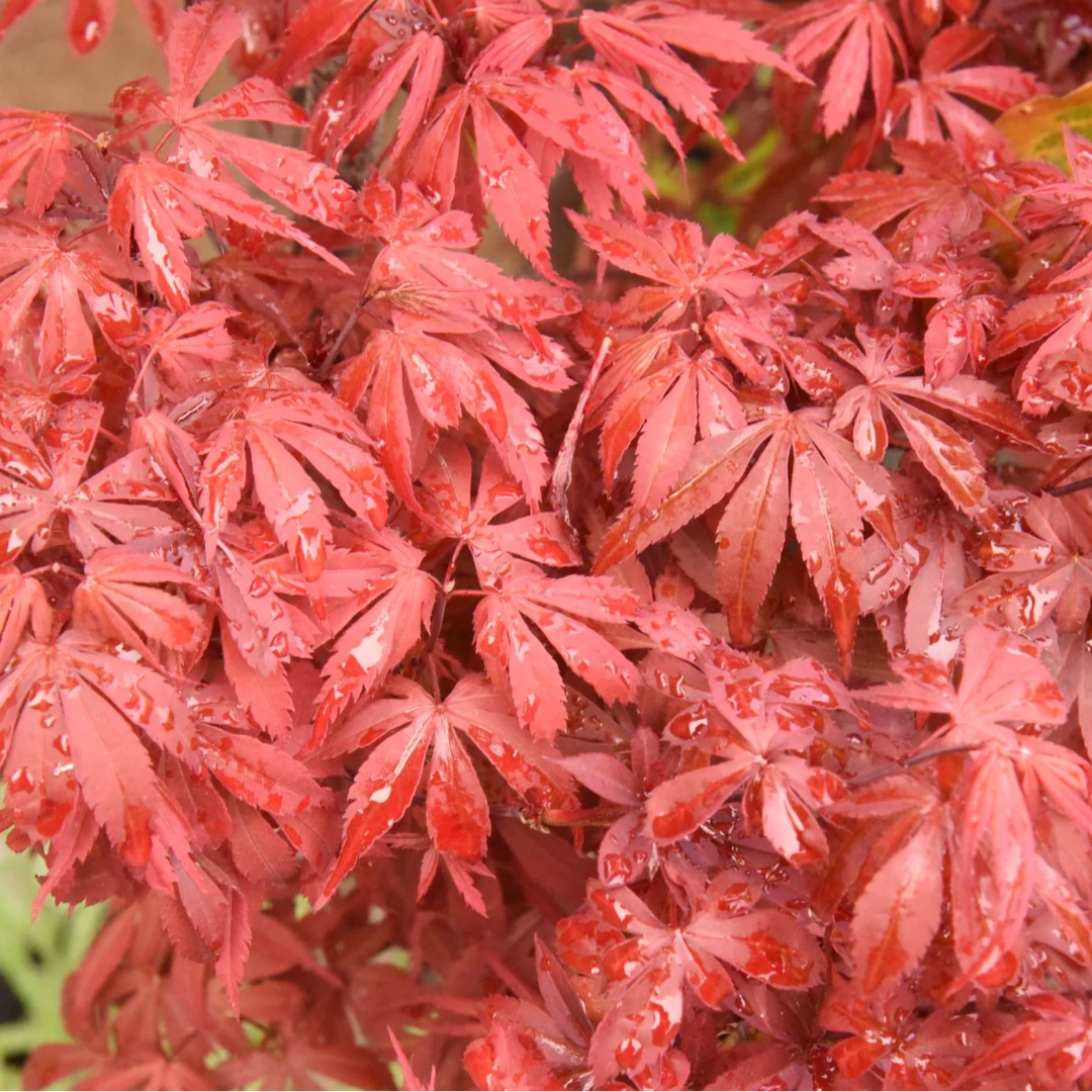 【100-1380】枫享家枫树阳台植物红枫羽毛枫鸡爪槭
