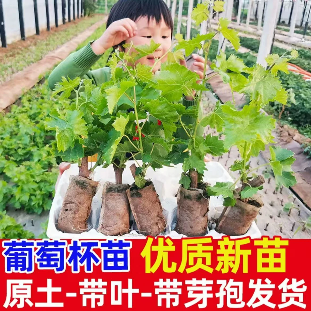 蓝宝石巨峰葡萄树苗抗严寒 耐高温