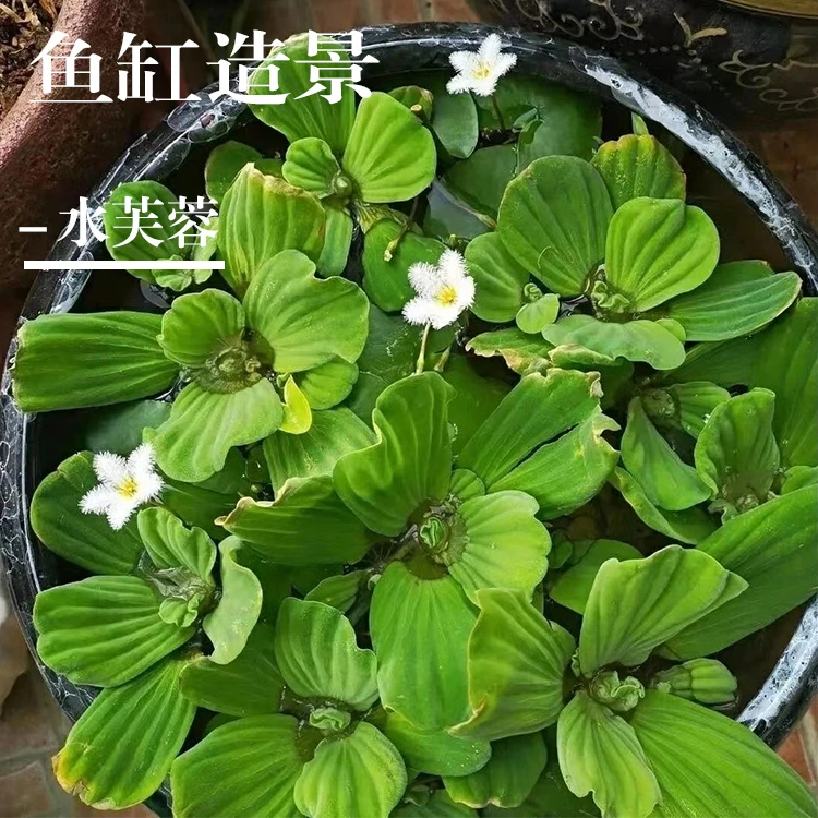 水芙蓉鱼缸装饰造景净化水质养鱼水草养龟浮萍水培植水浮莲水葫芦