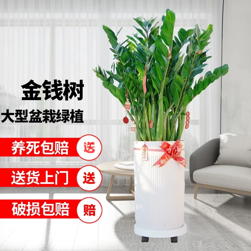 【好运来花鸟】金钱树盆栽花卉植物室内客厅摇树绿植发财树好养活