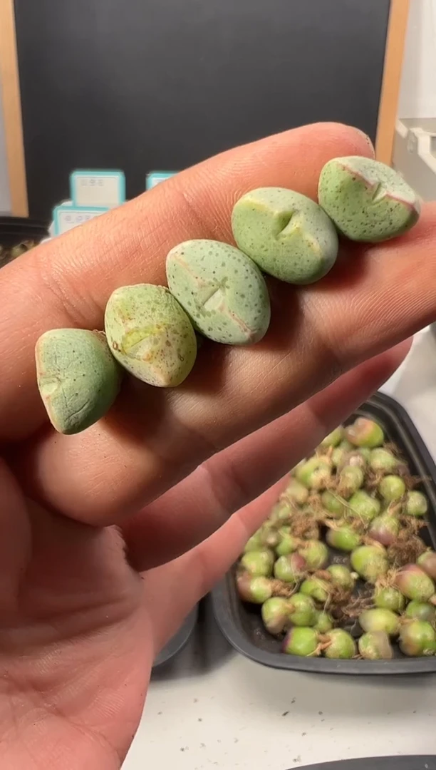 【闪购商品】量拍紫式部5颗一组