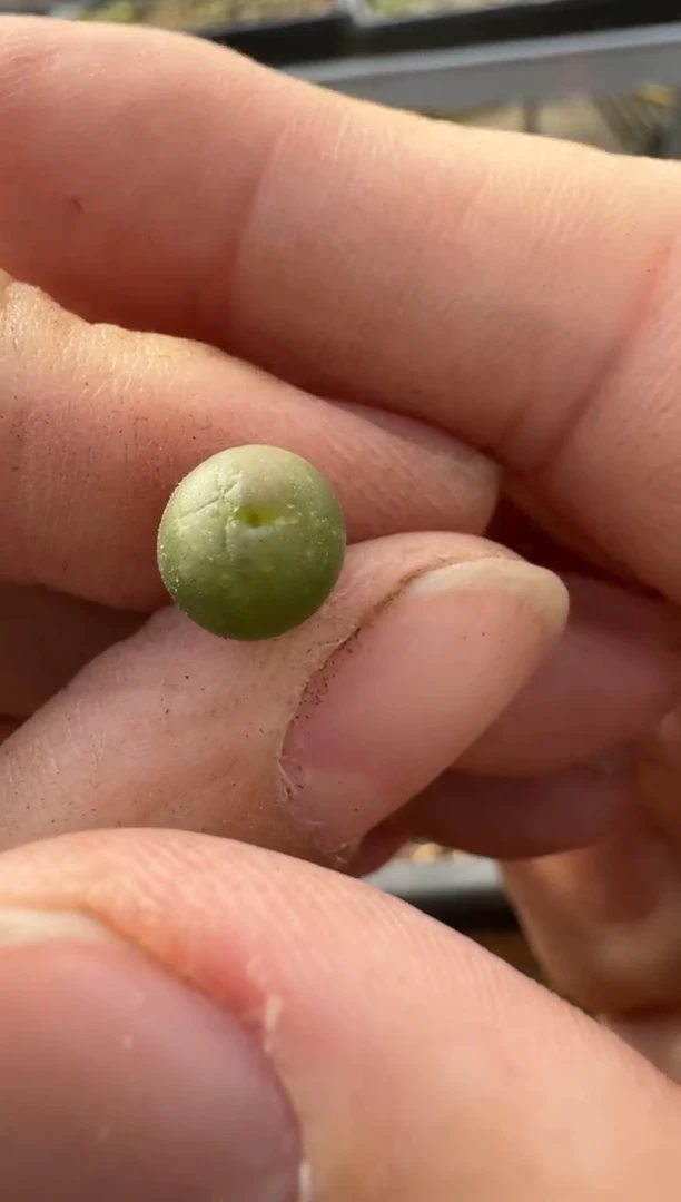 【闪购商品】7-250