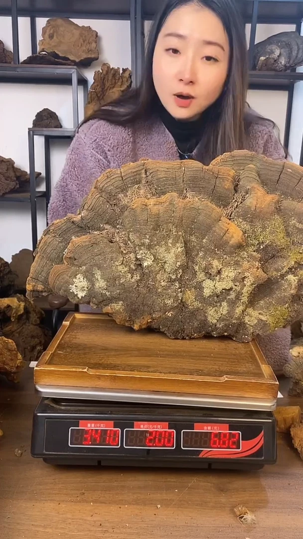 藏区野生松针层孔菌6.82斤