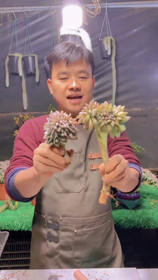 311雪缀化一物一拍