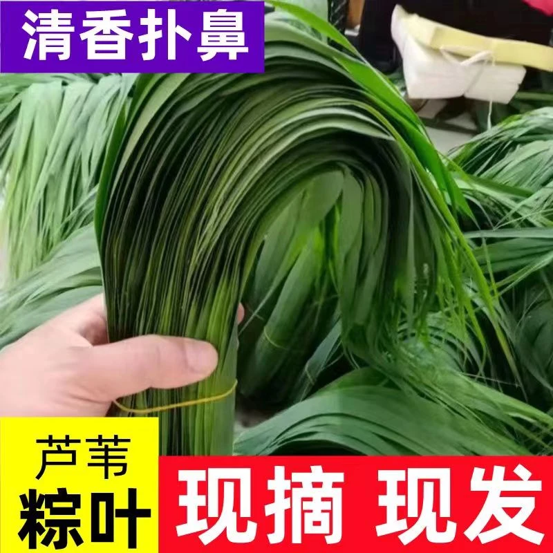 【顺丰包邮】安徽无为江边新鲜芦苇粽叶现采摘发货端午包粽子叶子绿色蔬菜