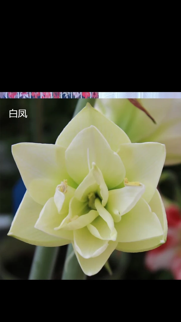 朱顶红白凤6厘米3颗