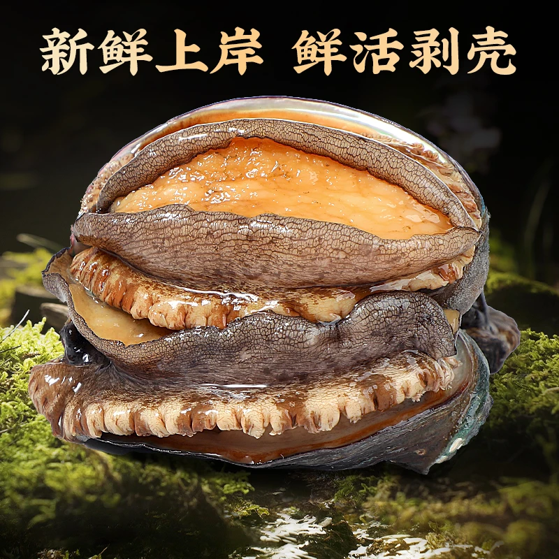 深海中号鲍鱼4-5公分 东山岛鲍鱼 去壳去内脏液氮锁鲜 活冻鲍鱼