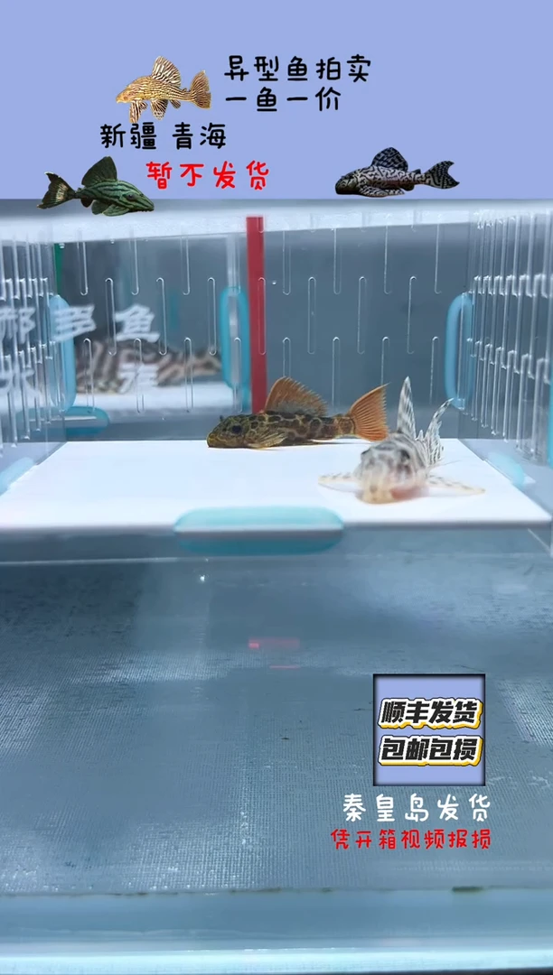 清道夫4.5-5.5不包入缸损1