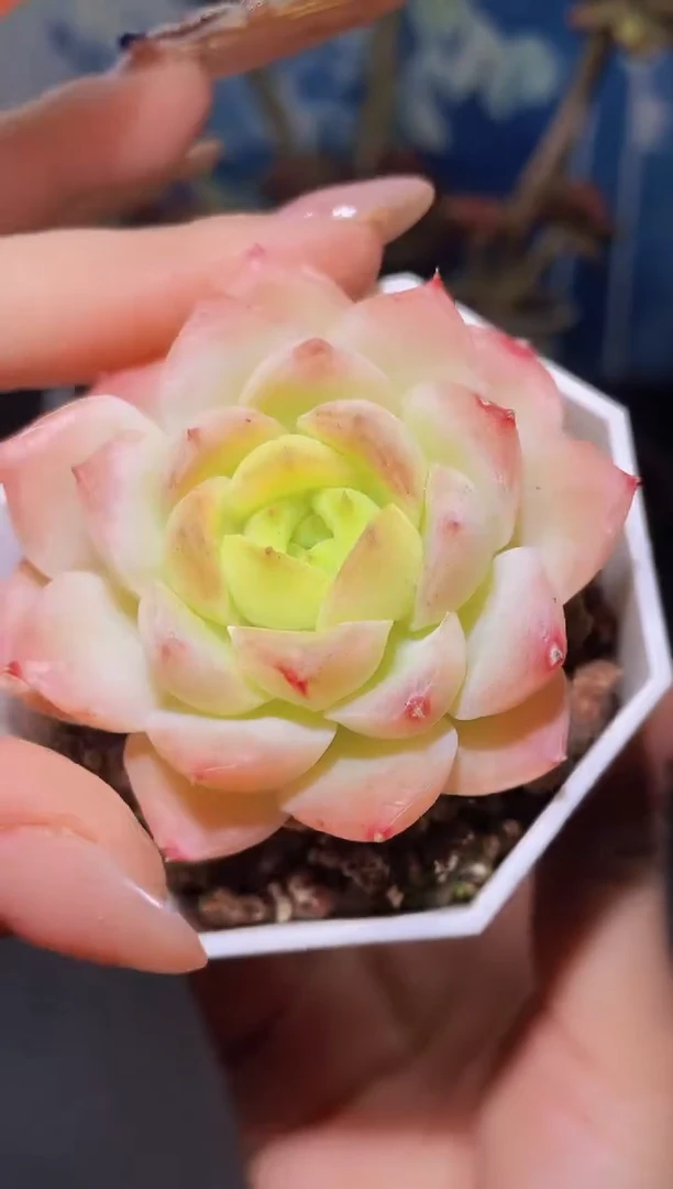 【闪购商品】宝宝绿单头量拍一颗