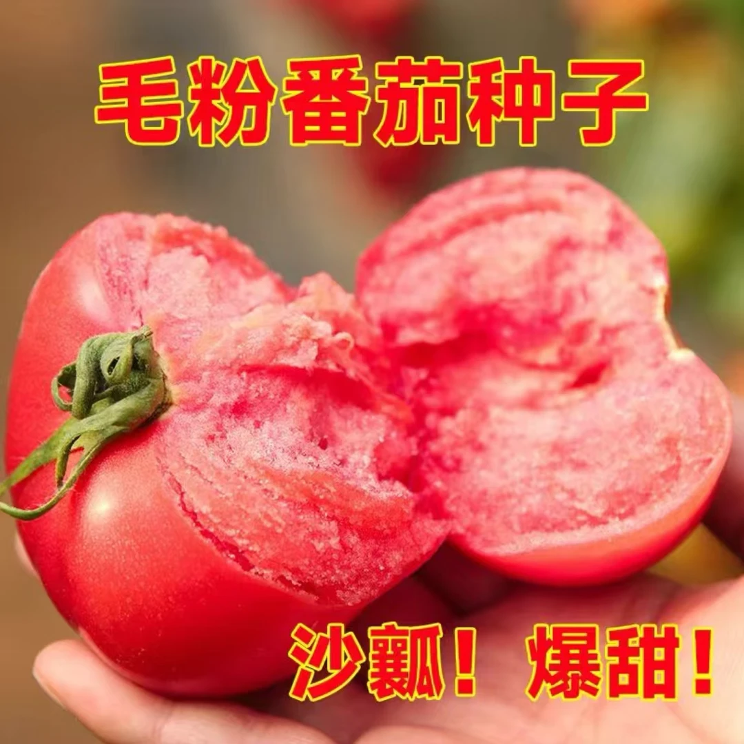 【毛粉粉果番茄种子】家庭阳台小院四季种植盆栽地栽易种易活