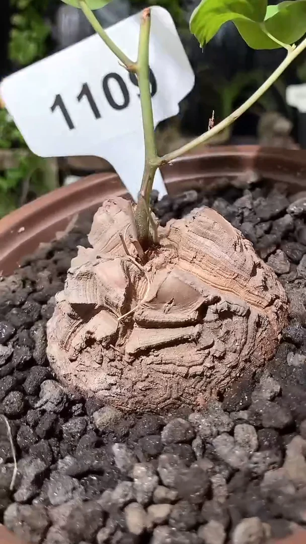 1109号1107福利南非龟甲龙单颗