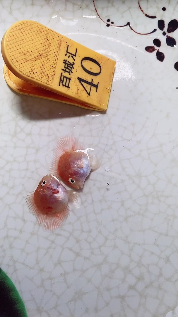 鹦鹉鱼999999999999