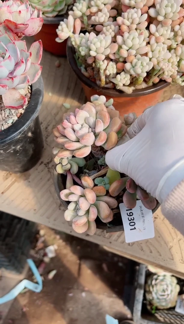 【闪购商品】19301多肉