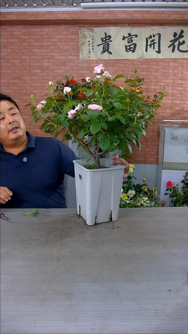 当前无花朵，栽培后可花朵公主蕾丝