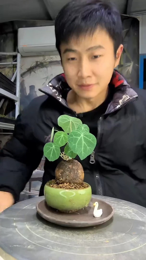 我**头中青园艺一物一拍花215