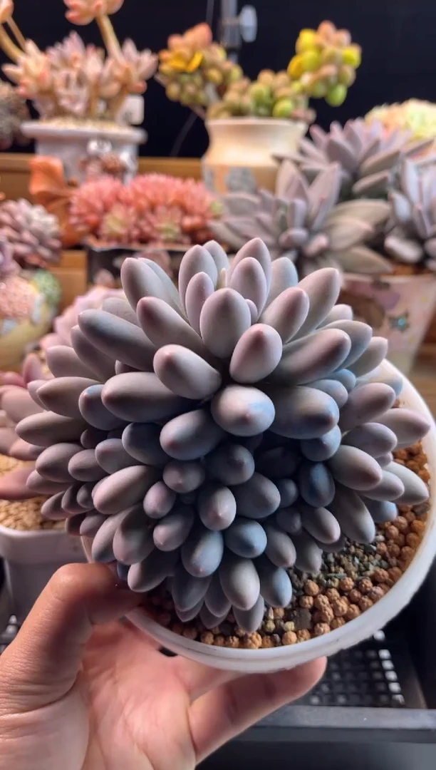 【闪购商品】2.15-37汤圆