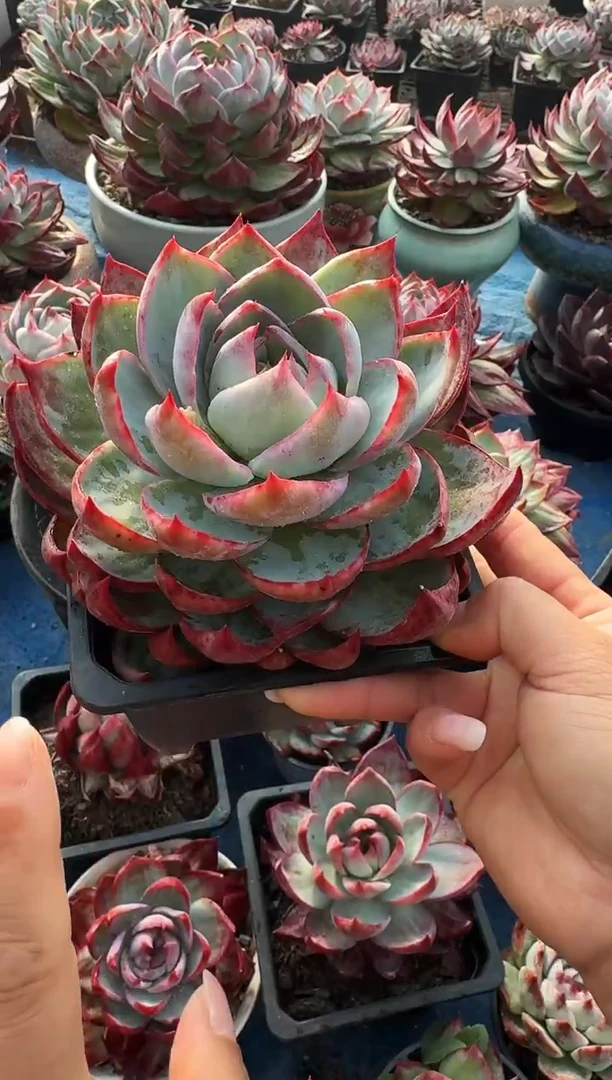 惊鸿仙子 （量拍）配货参考裸根发货