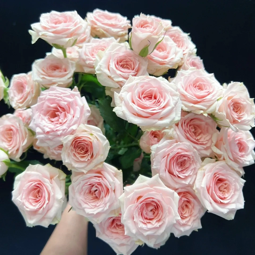 【月亮花圃】多头（星悦宝贝）玫瑰  1单普通快递，2单以上顺丰冷链