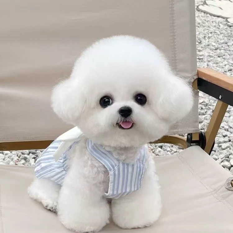 宠旺家狗狗活体链接