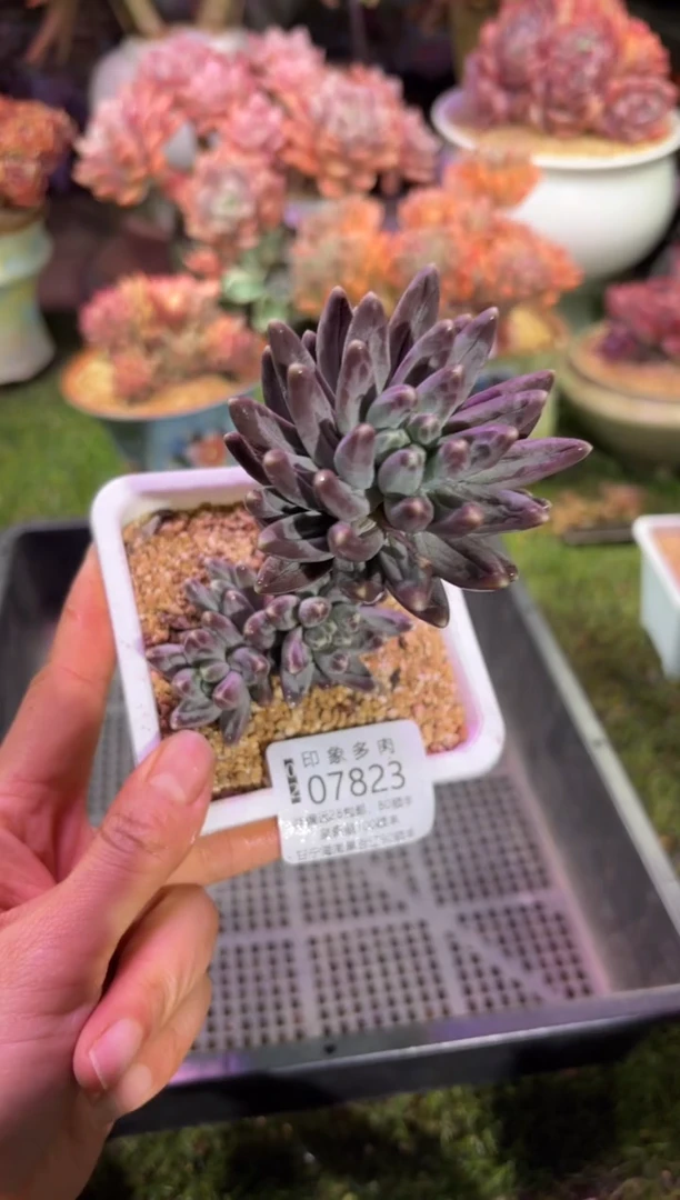 【闪购商品】07823