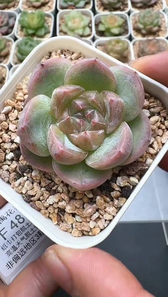 485F云禹多肉植物 默认脱土纸巾打包 3颗包邮