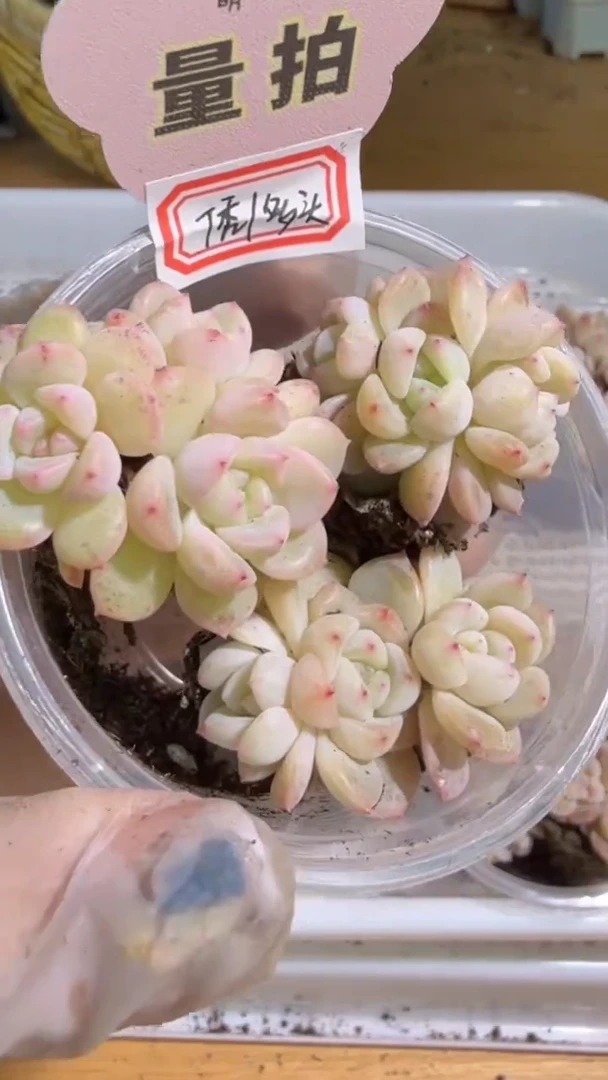 T秃/多头 3颗量拍混发