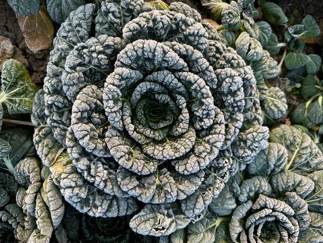 2025新鲜霜冻黑美人青菜5斤（到货杆会掉皮折裂）