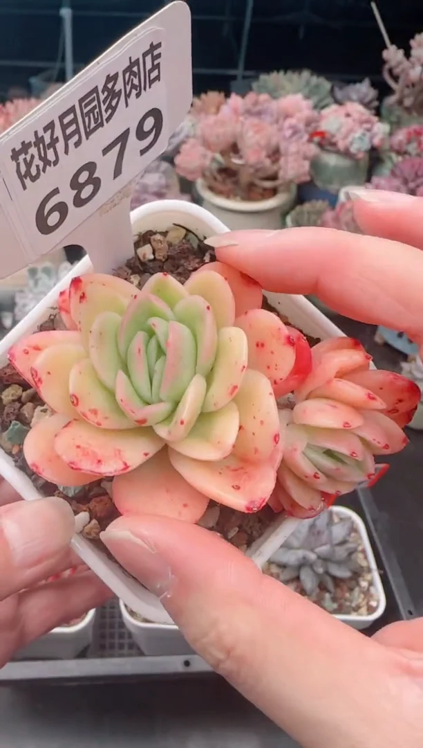 【闪购商品】6879.