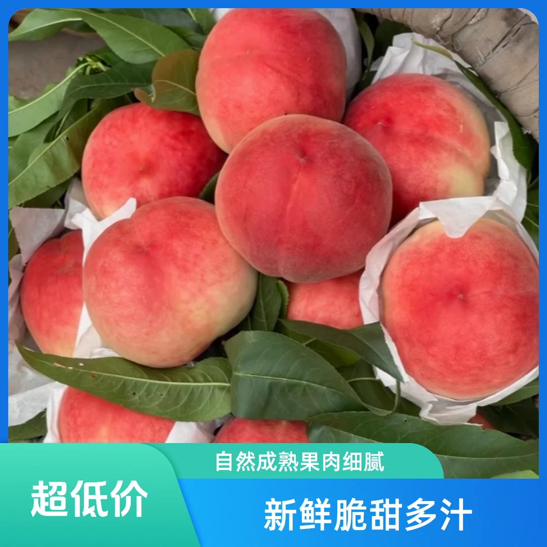 【北京头茬毛桃】露天头茬新鲜突围毛桃脆甜多汁新鲜采摘软硬两吃当季新鲜水果桃子北京市