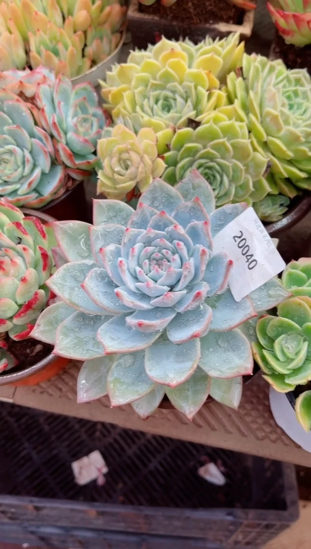 红****鱼20040多肉植物一物一拍